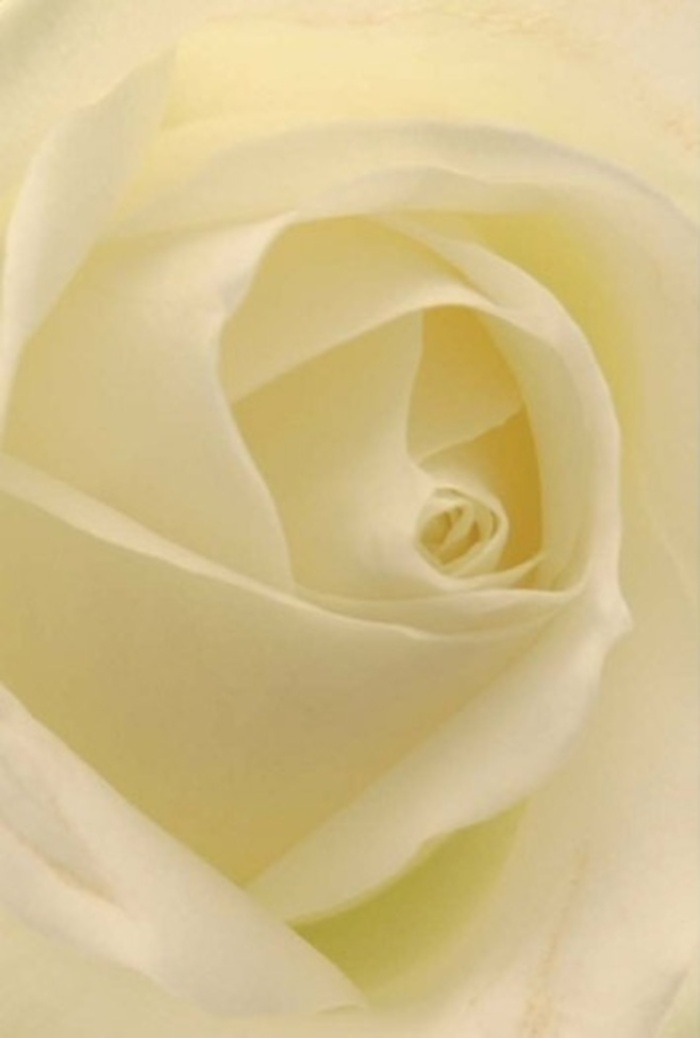 Viewed up close in soft Enfield Wash daylight, this opulent white rose reveals its intricate layering-petals gently folded and overlapping, each brushed with a creamy hue that transitions seamlessly to luminous ivory along the outermost edges. The lighting, diffused as if by clouds over Albany Park, creates subtle shadows that emphasize the depth of the floral spiral at its heart. The rose's form is pure yet complex: the silky, matte texture of each petal contrasts with the inner glow, suggesting resilience and quiet beauty. It is a flower that speaks volumes without words, ideal for heartfelt occasions-a romantic gesture, an elegant wedding arrangement, or an appropriate tribute of sympathy. The nearly translucent petals, arranged so precisely by skilled hands at Flowers Enfield Wash, seem to embody the wisdom of both nature and tradition in this community. Imagine the gentle scent-fresh, clean, and faintly sweet-lingering as you enter a room in Enfield Wash, bringing calm assurance and a touch of refinement. This rose, available for personal delivery across the neighborhood, stands as a symbol of pure emotion and the careful craftsmanship that defines the area's finest floristry.